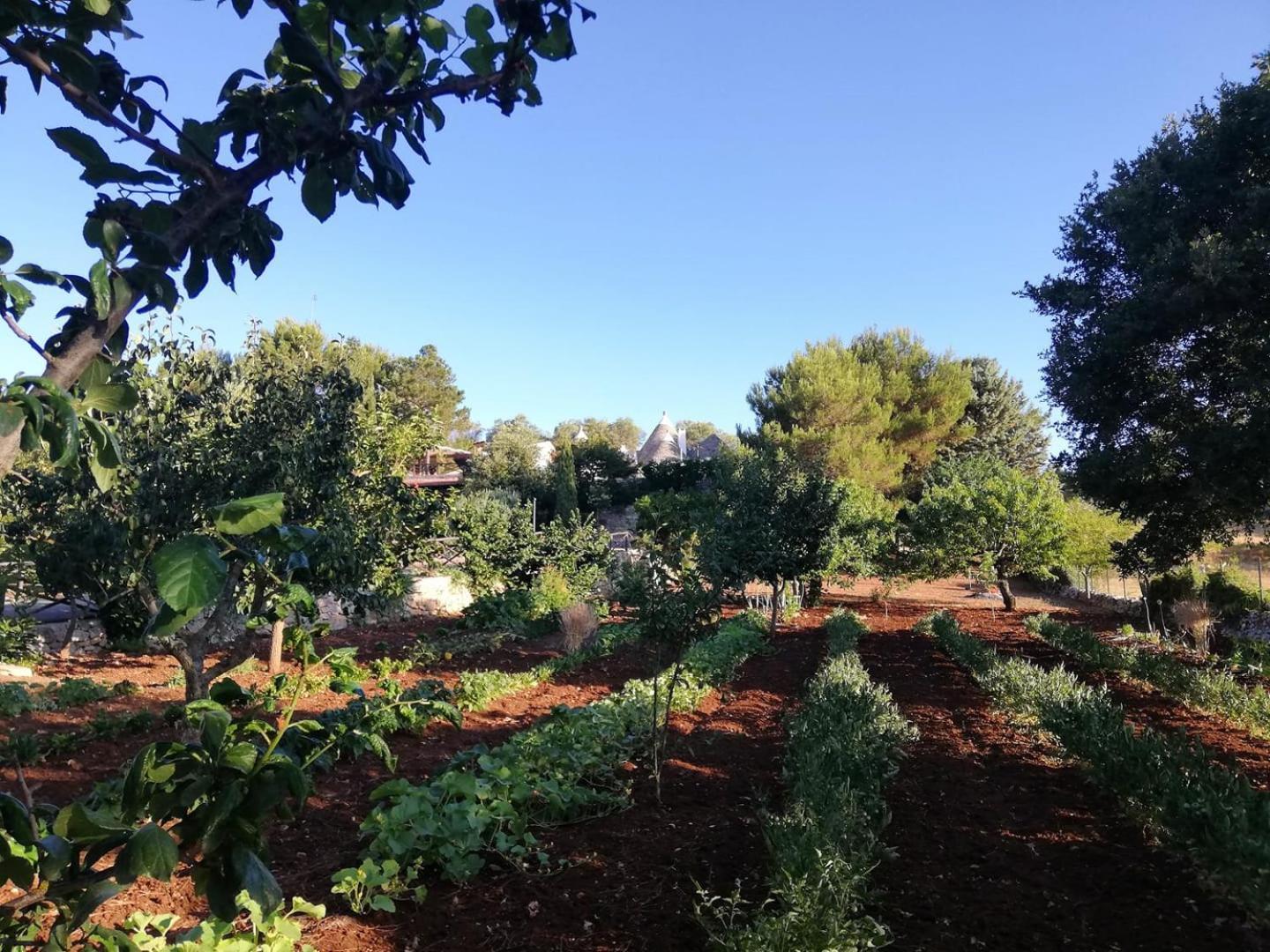 דירות אלברובלו Trulli Bosco Selva מראה חיצוני תמונה